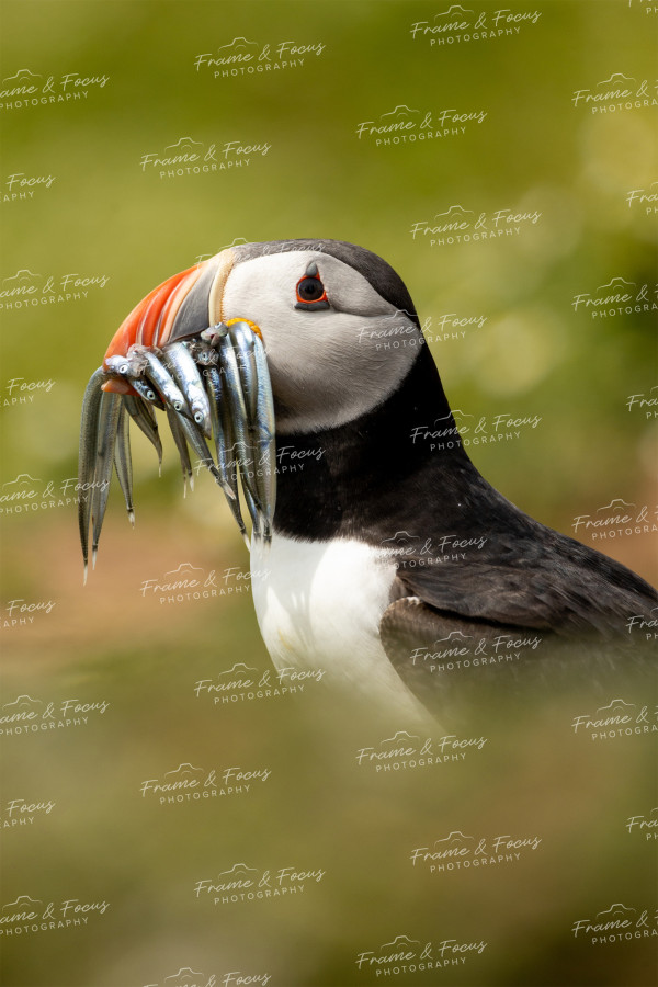 To buy a print or any of the below please click on the images